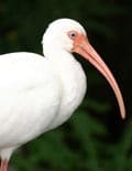 Ibis ist das Tier von Thot.