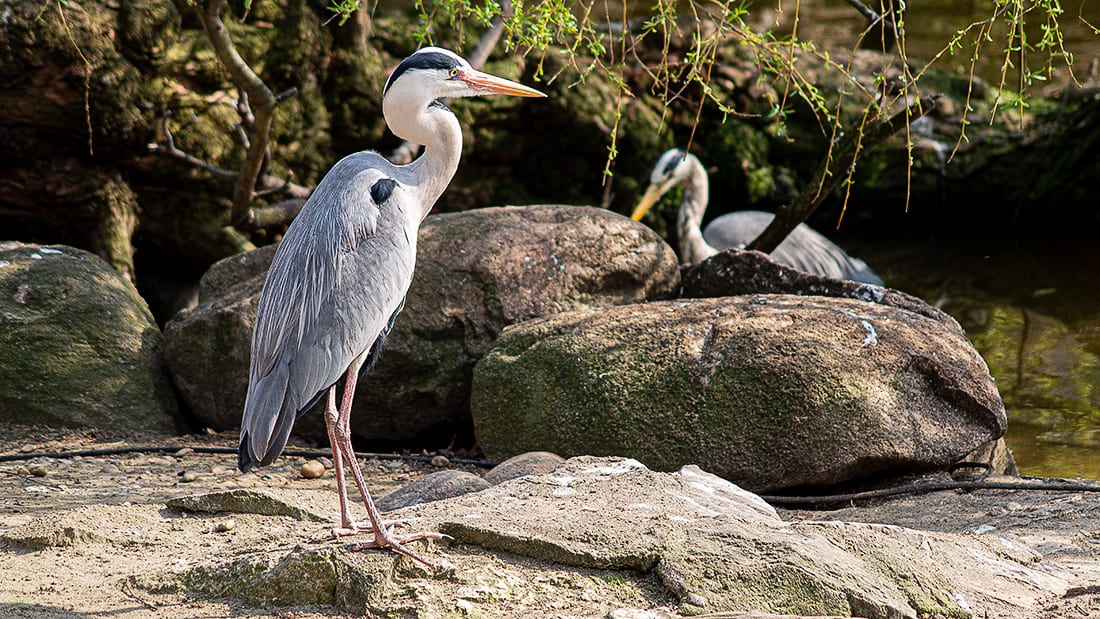 Fischreiher im Alten Ägypten