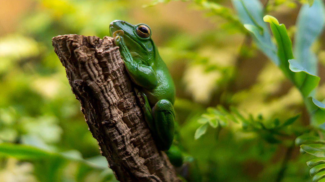 Der Frosch im Alten Ägypten