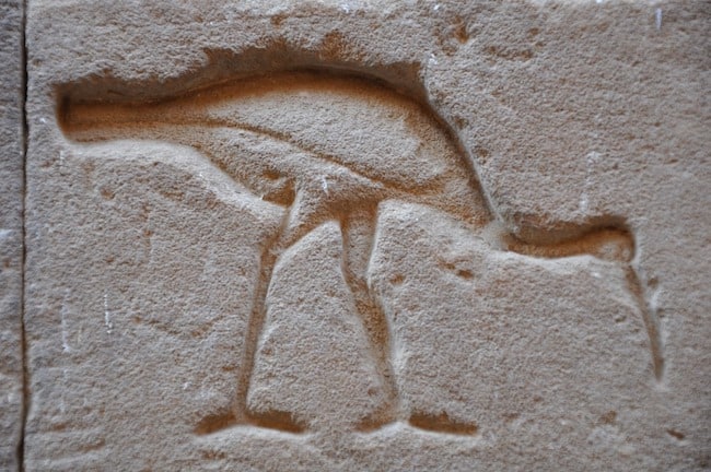 Ibis, das Tier von Thot