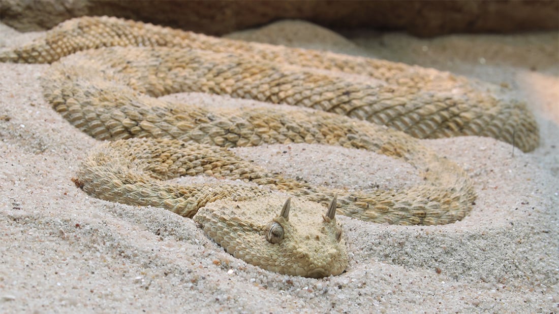 Die Schlange im Alten Ägypten - Hornviper