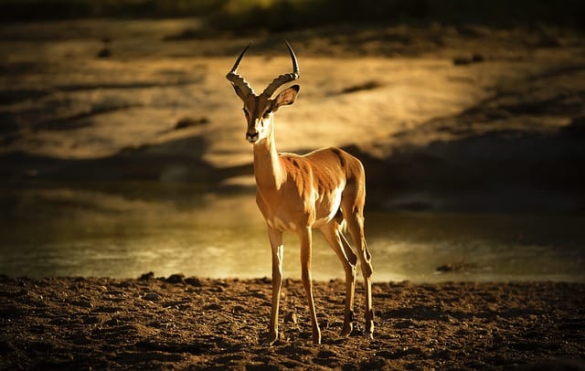 Schwarzfersenantilope oder Implapla