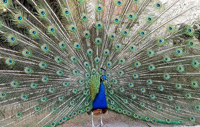 Argusaugen auf dem Pfau - in der griechischen und ägyptischen Welt der Götter