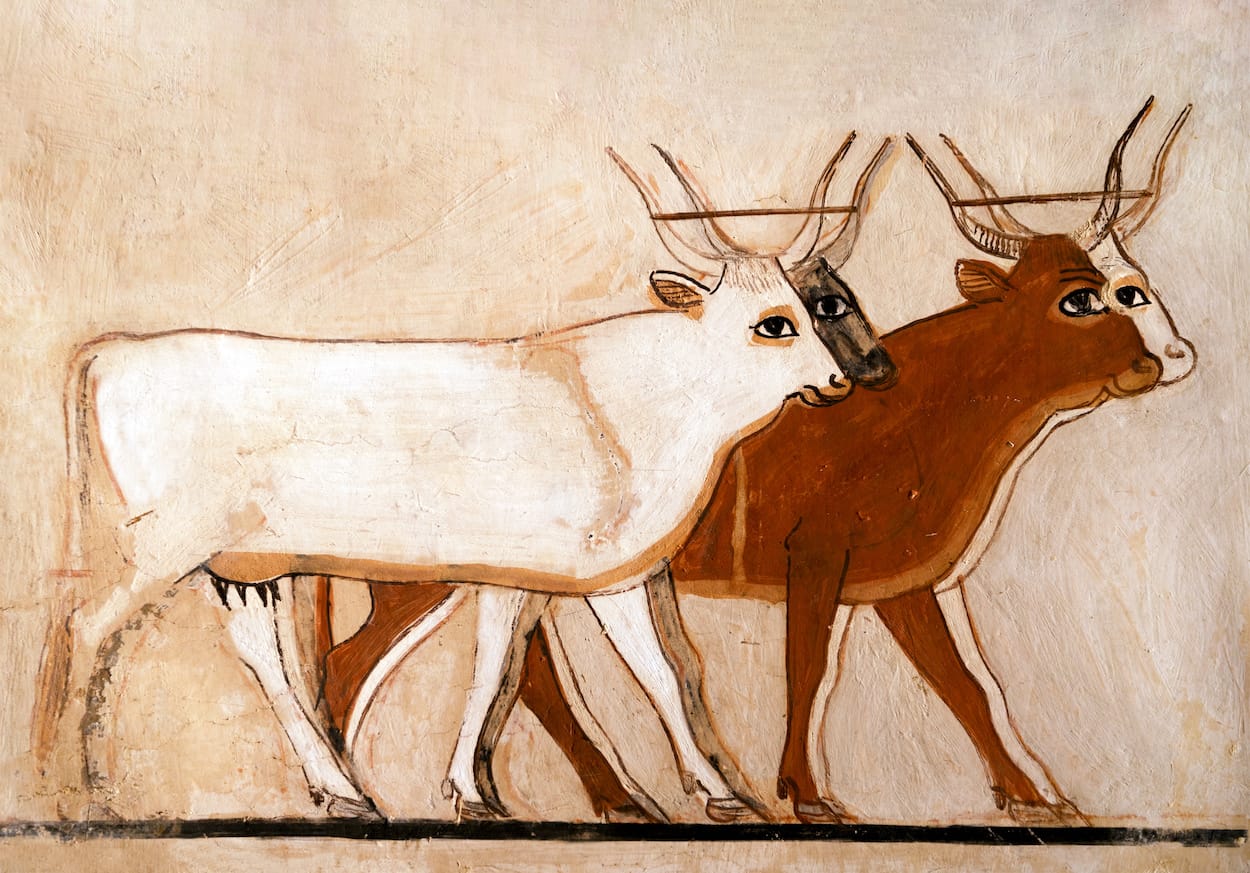 Kuh - Tier der Hathor und Isis