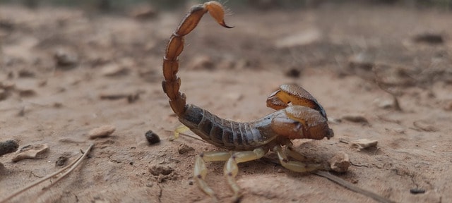 Skorpion im Alten Ägypten - Angriffsstellung