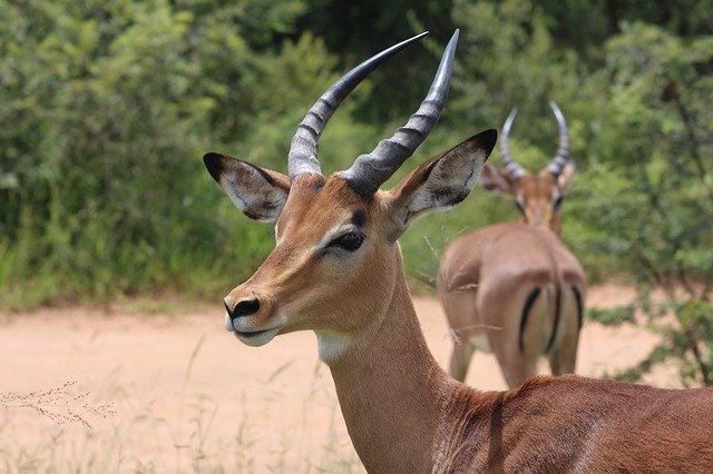 Gazelle im Alten Ägypten