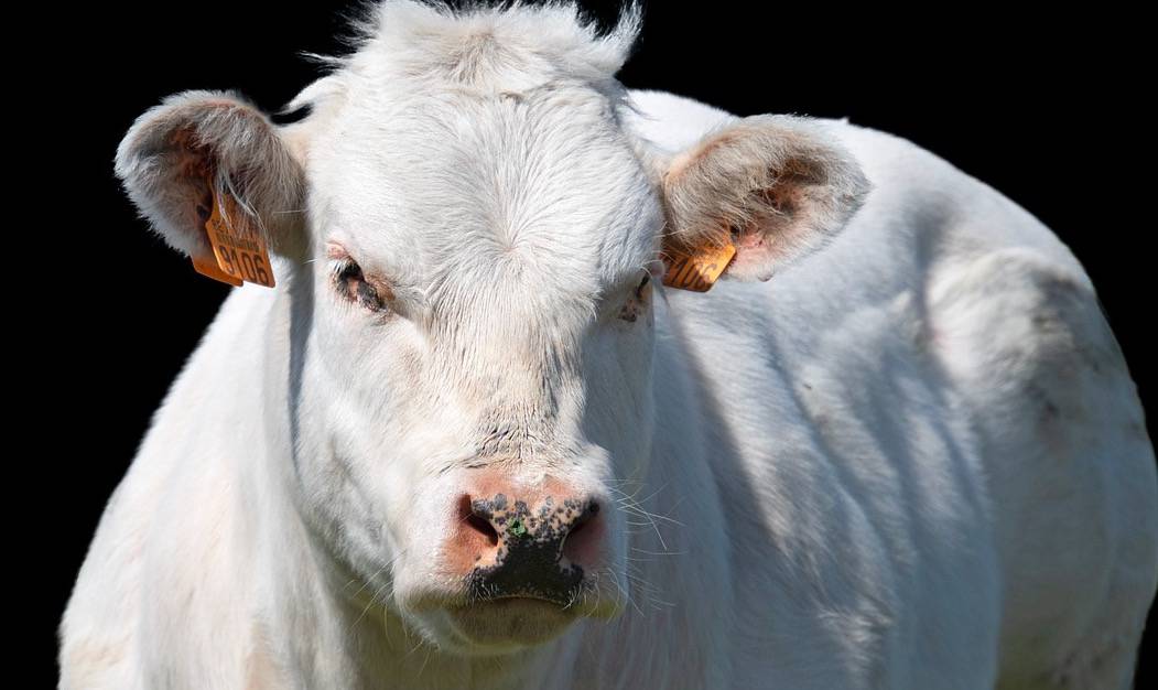 Min mit weißem Stier