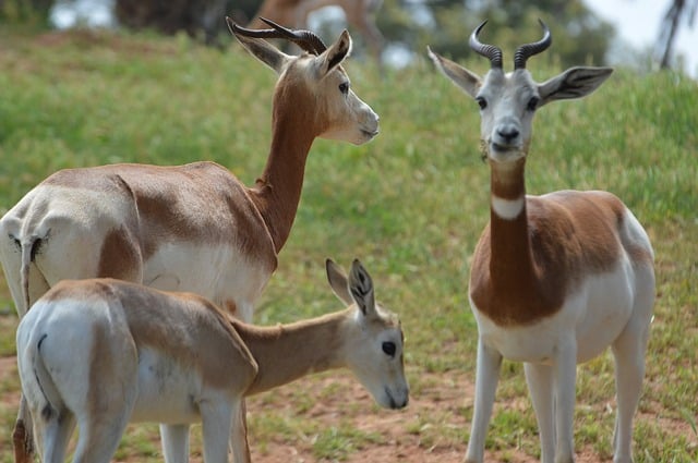 Gazelle im Alten Ägypten