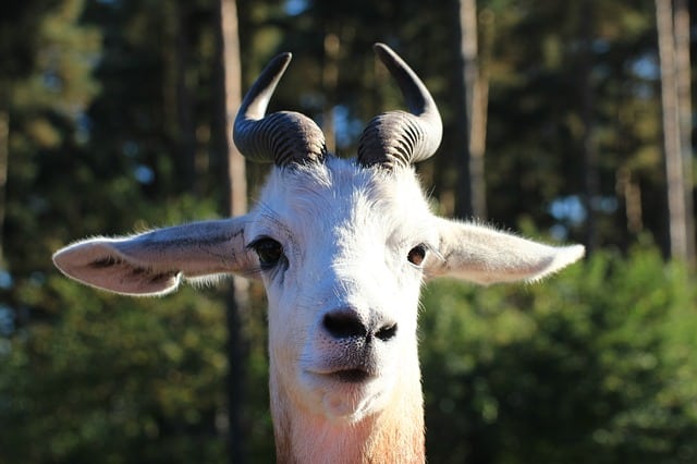 weiße Antilope im Alten Ägypten