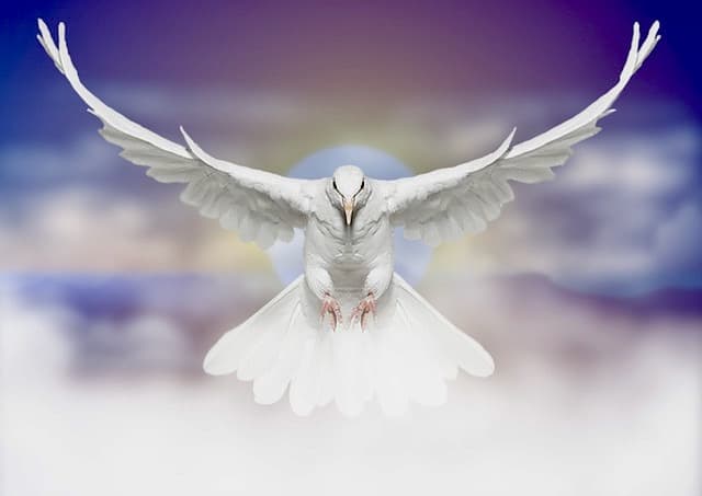 DIe Bedeutung der weißen Taube als Symbol ist Frieden.