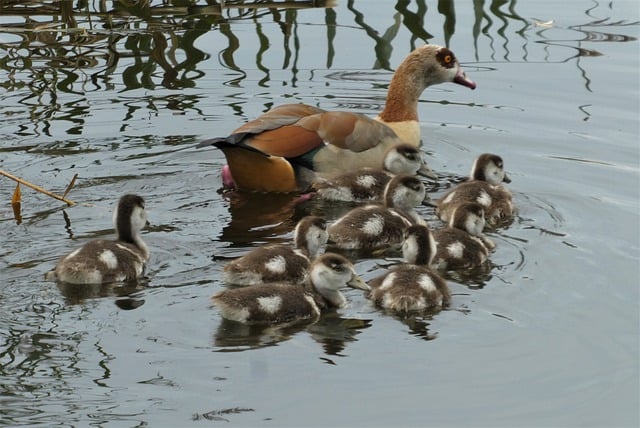 Die Gans im Alten Ägypten