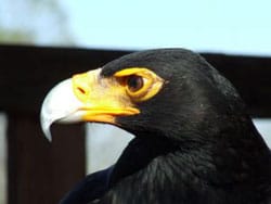 ägyptisches Tierlexikon - Adler