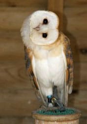 ägyptisches Tierlexikon - die Eule im Alten Ägypten