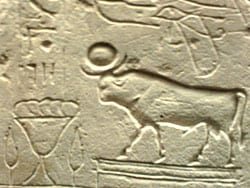 ägyptisches Tierlexikon - Stier