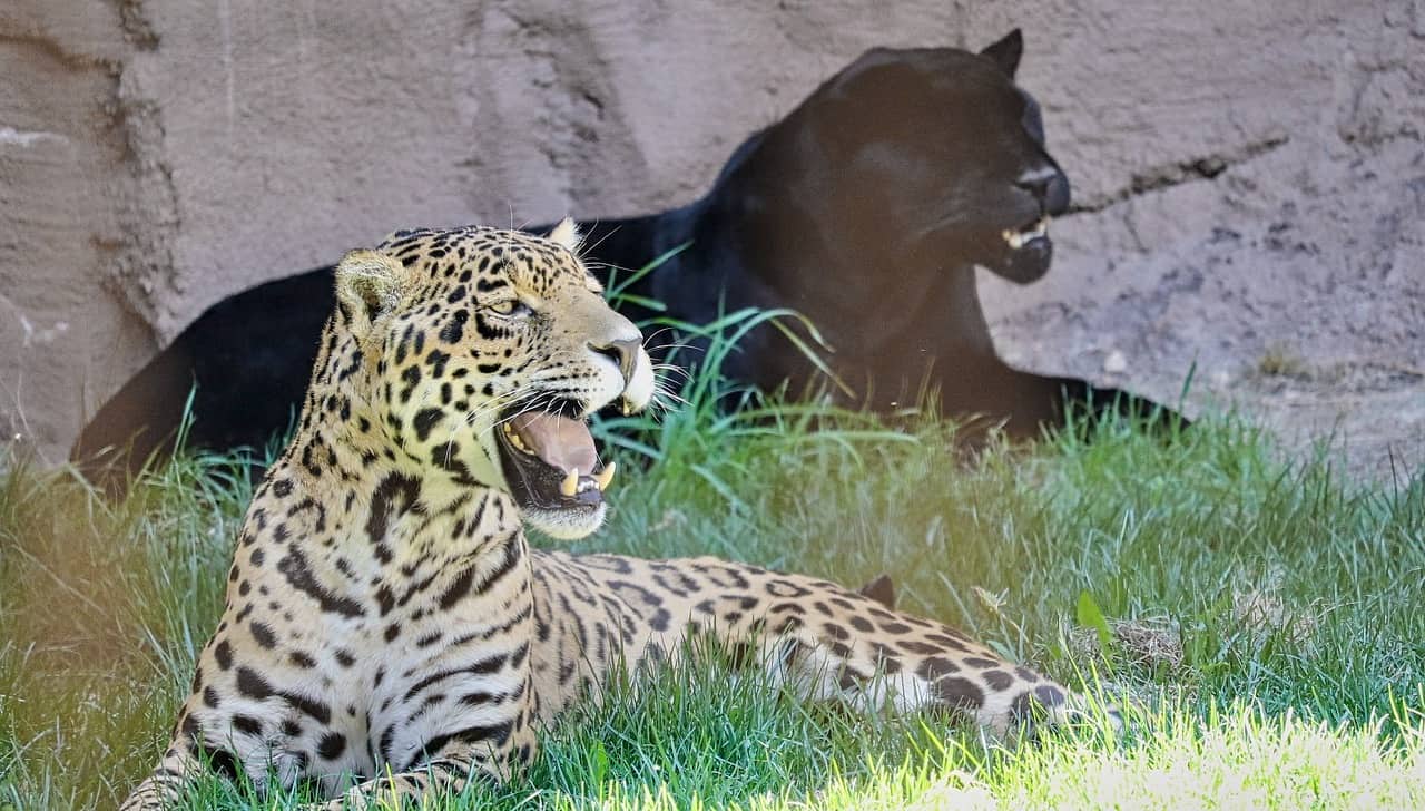 Panther im Alten Ägypten.