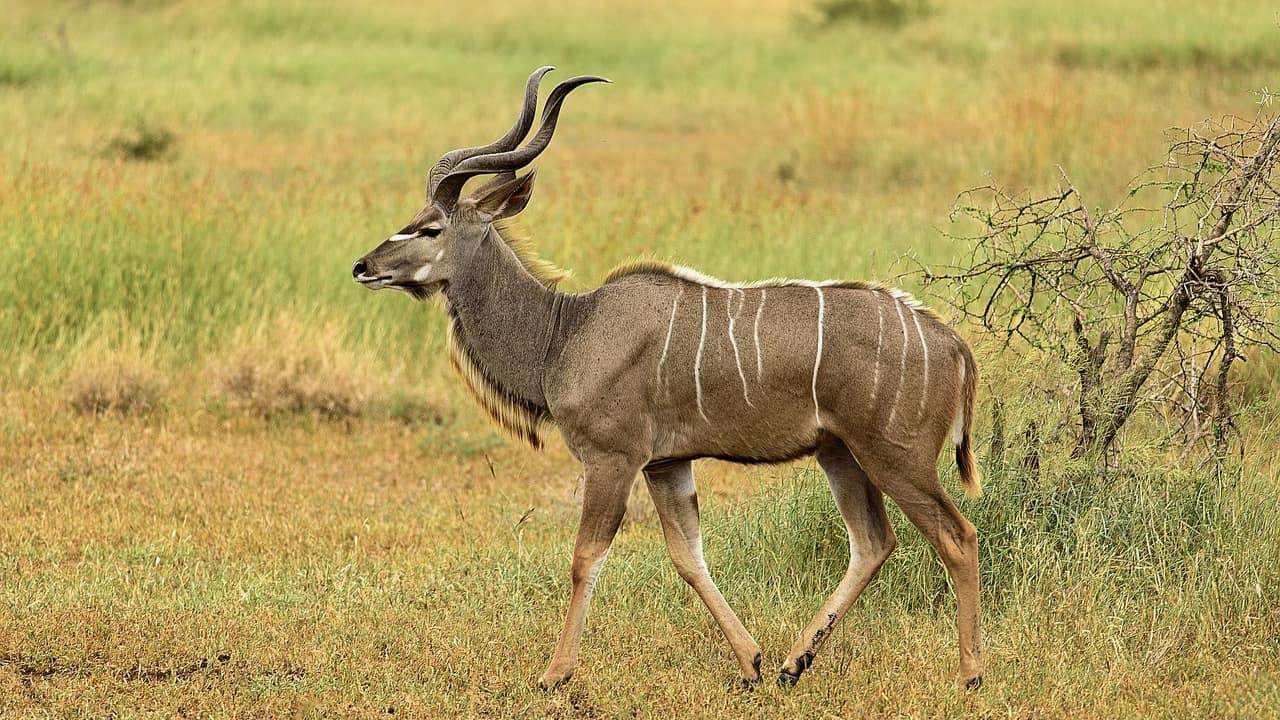 Antilope im Alten Ägypten