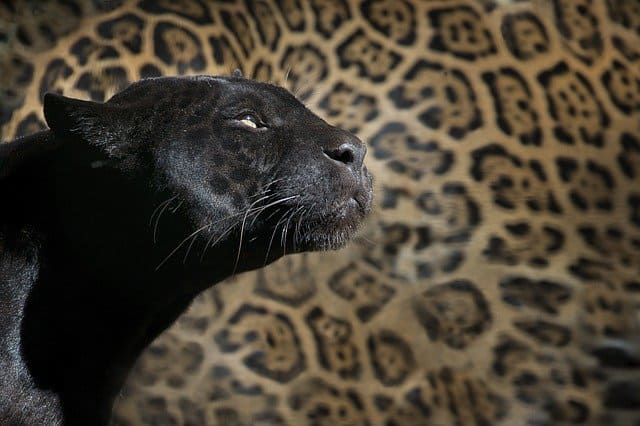 Panther im Alten Ägypten