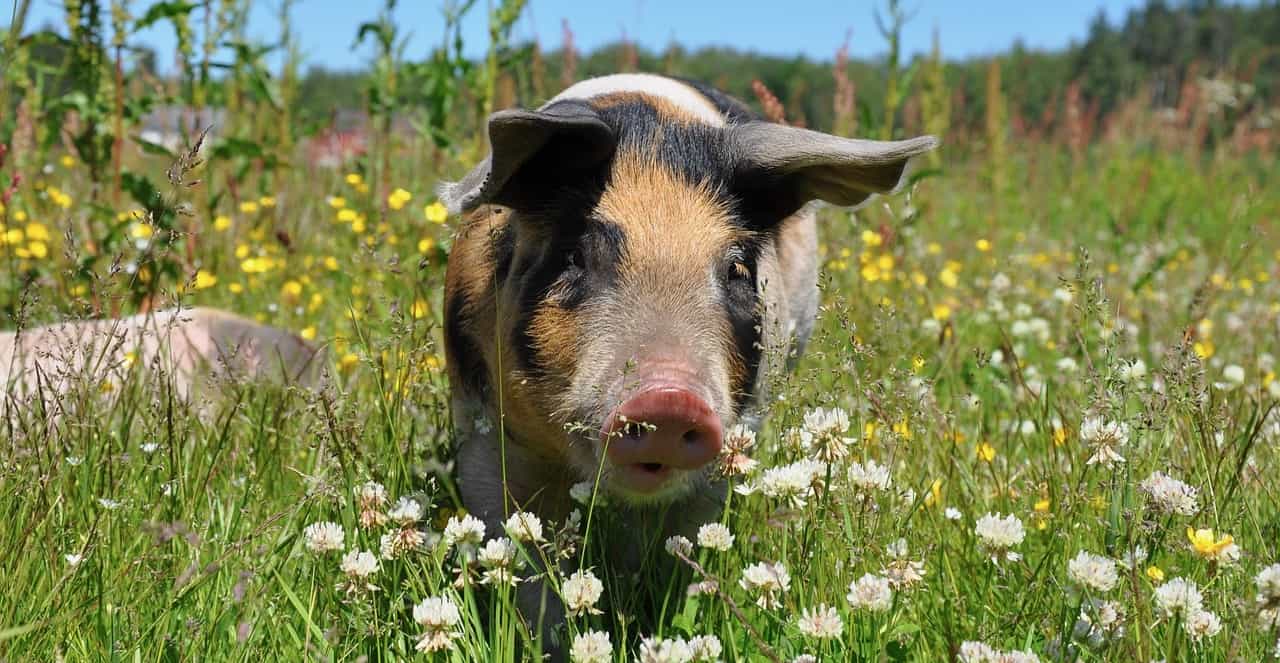 Das Schwein im Alten Ägypten