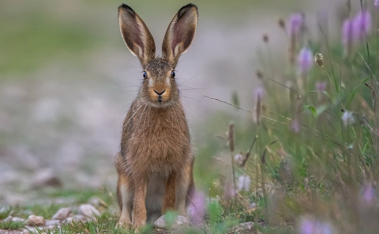 Der Hase im Alten Ägypten