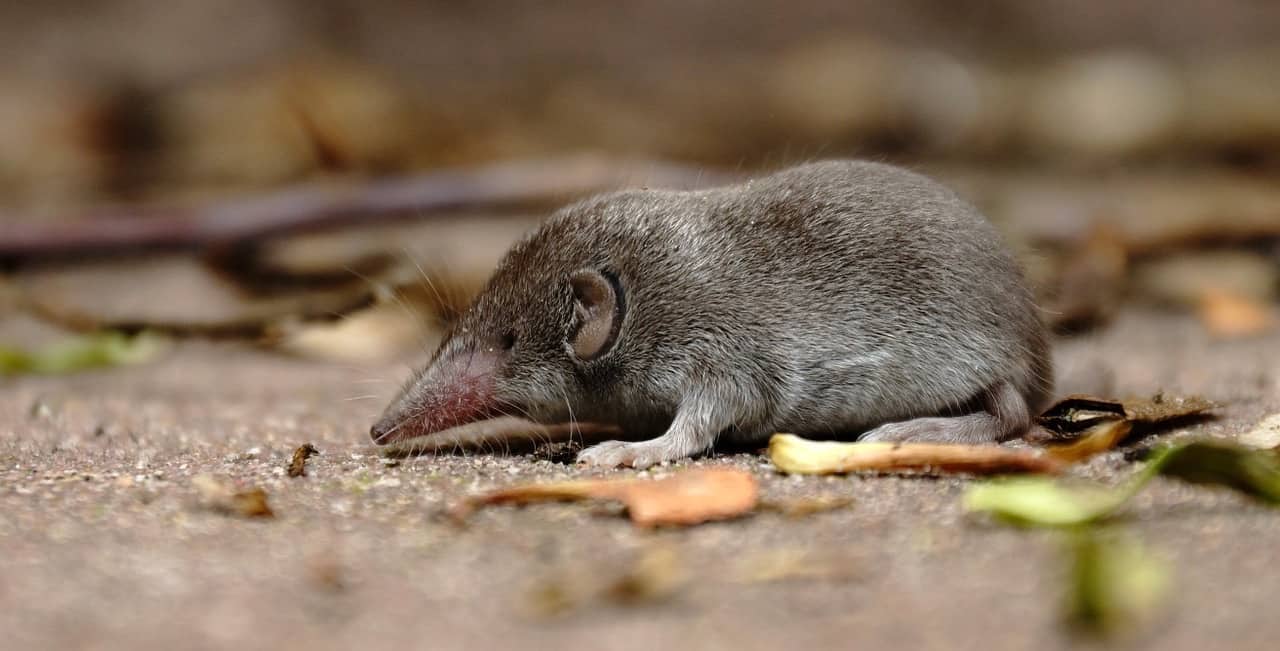 Die Spitzmaus im Alten Ägypten