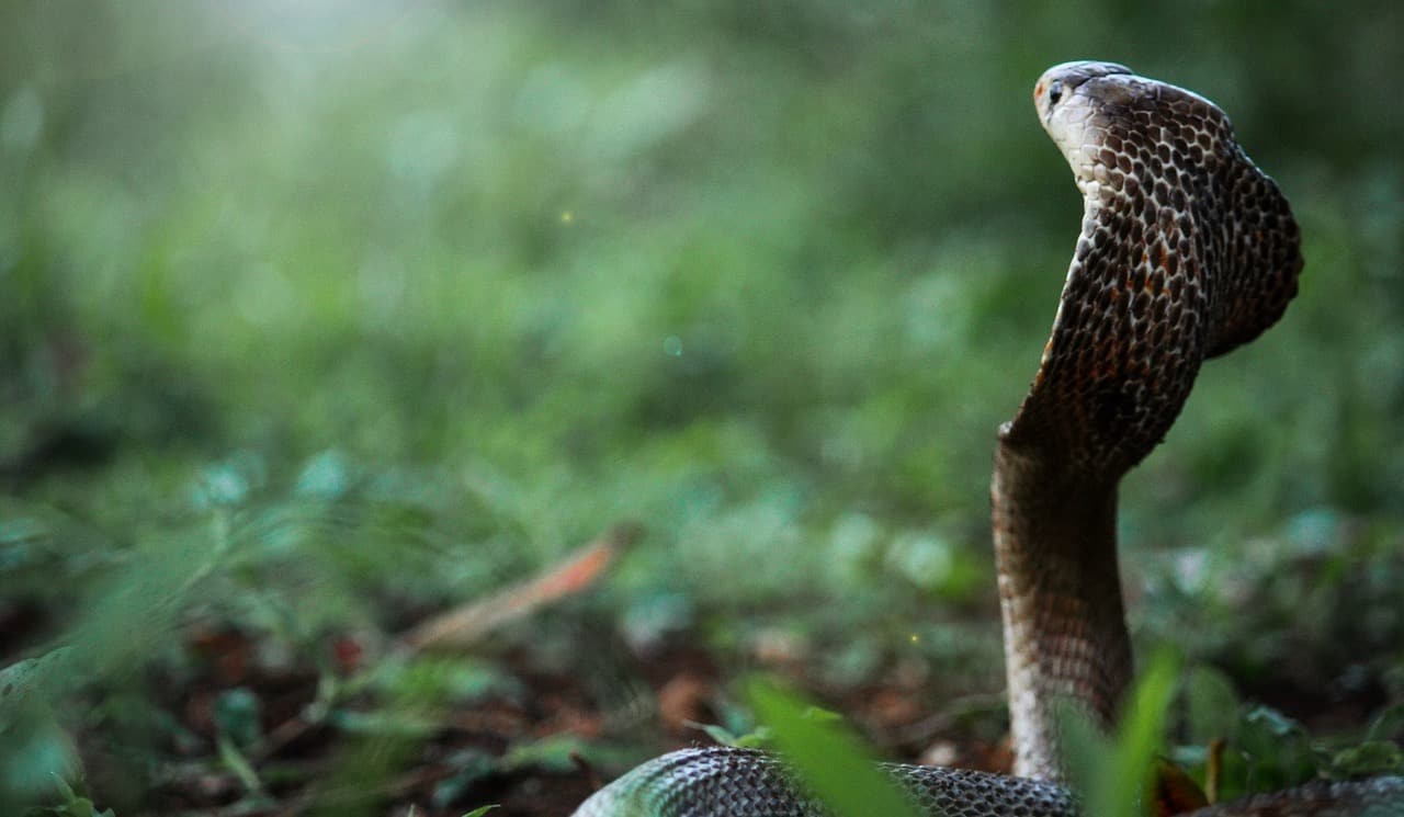 Kobra - Tier der Uto