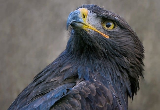 Adler im Alten Ägypten