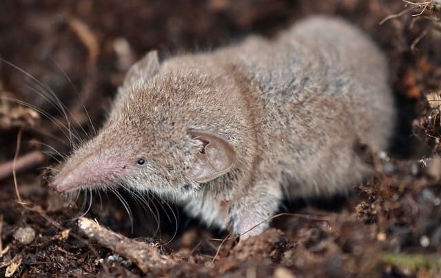 Die Spitzmaus im Alten Ägypten.