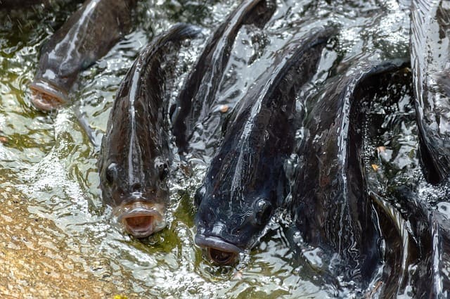 Fisch im Alten Ägypten