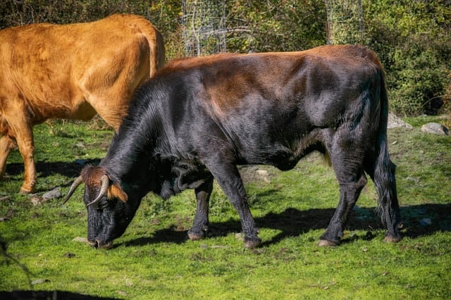 Der Stier im Alten Ägypten.