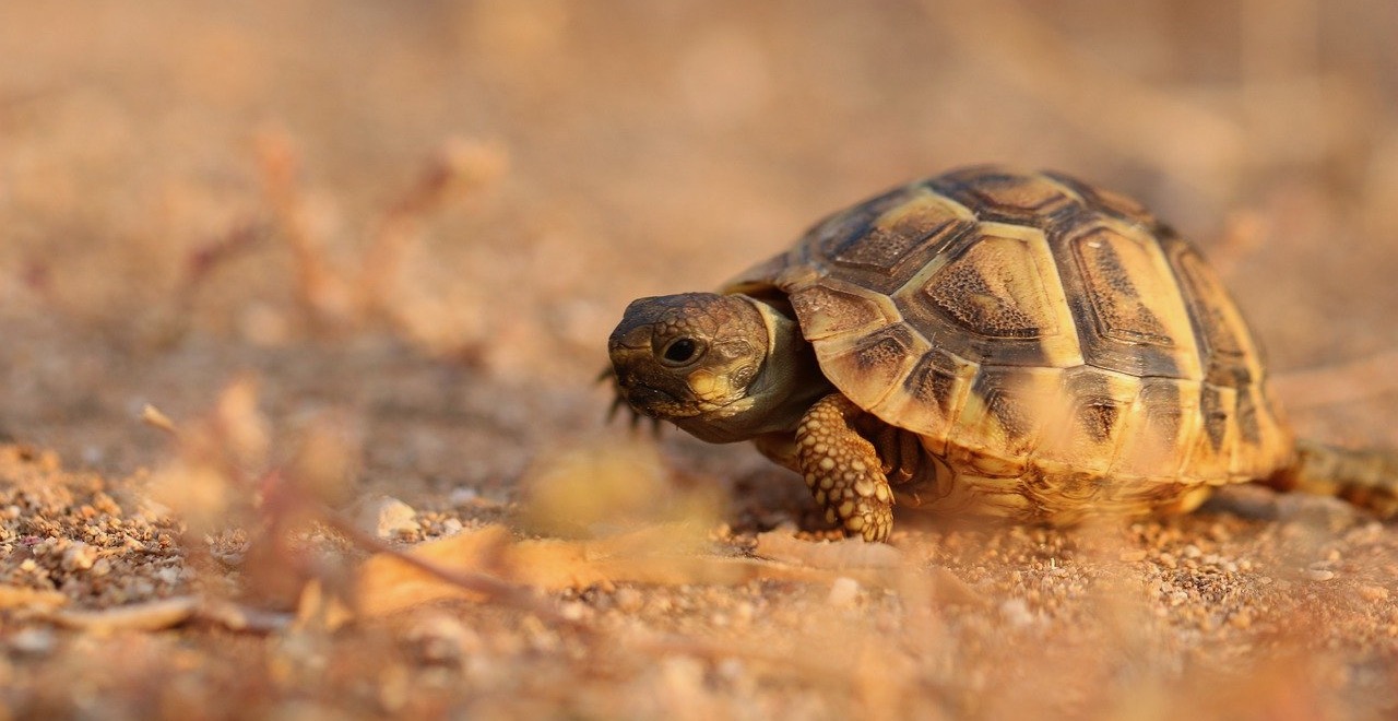 Die Schildkröte im Alten Ägypten